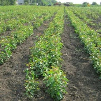 Подвой груши ДИКАЯ ГРУША в Костроме