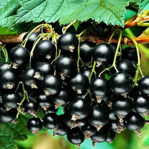 Смородина черная АТЛАНТ  Смородина черная АТЛАНТ в Костроме