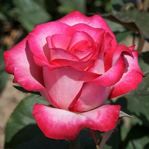 Саженцы роз ХАЙЛЕНДЕР чайно-гибридная  Саженцы роз ХАЙЛЕНДЕР чайно-гибридная в Костроме