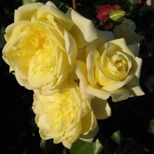 Саженцы роз КАЗИНО плетистая  Саженцы роз КАЗИНО плетистая в Костроме