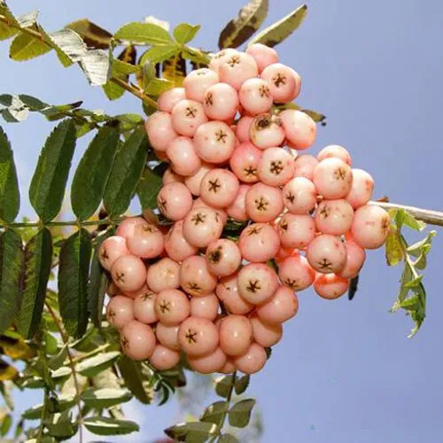 Рябина ПИНК ВЕЙЛ  Рябина ПИНК ВЕЙЛ в Костроме