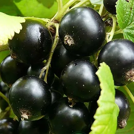 Смородина черная ЭБОНИ  Смородина черная ЭБОНИ в Костроме