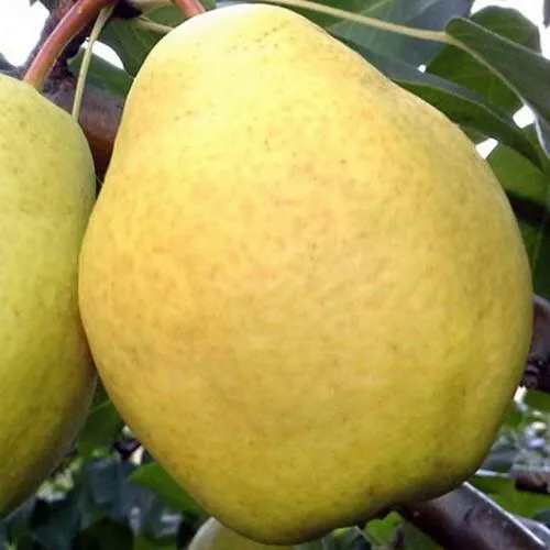 Груша ОСЕННИЙ ВЕЛИКАН  Груша ОСЕННИЙ ВЕЛИКАН в Костроме