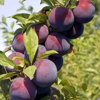 Поздняя в Костроме