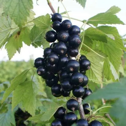 саженцы смородины саженцы смородины