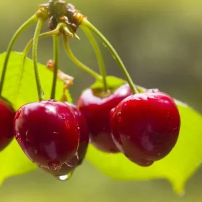 Черешня СИНЯВСКАЯ  Черешня СИНЯВСКАЯ в Костроме