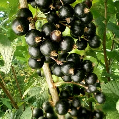 Смородина черная БЕН ТИРЕН  Смородина черная БЕН ТИРЕН в Костроме