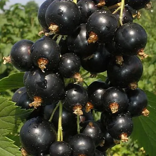 Смородина черная ИСКУШЕНИЕ  Смородина черная ИСКУШЕНИЕ в Костроме