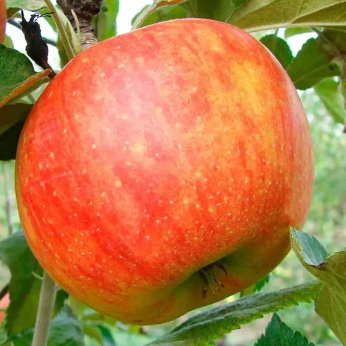 Яблоня ЦЕЛЕСТЕ  Яблоня ЦЕЛЕСТЕ в Костроме