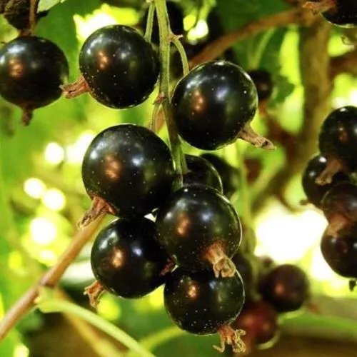 Смородина чёрная НАРА  Смородина чёрная НАРА в Костроме