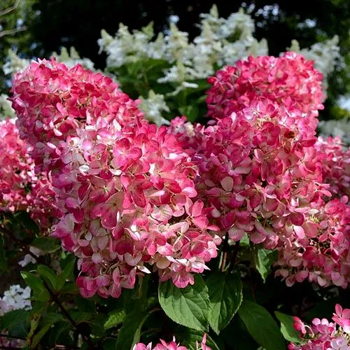 Гортензия ПИНК ДАЙМОНД метельчатая  Гортензия ПИНК ДАЙМОНД метельчатая в Костроме