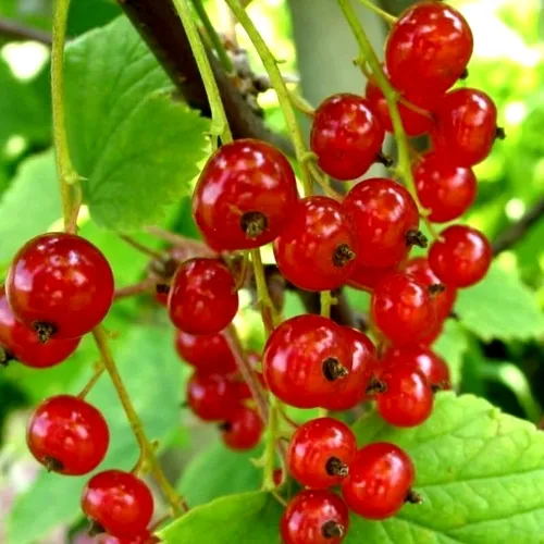 Смородина красная КОРАЛЛОВАЯ  Смородина красная КОРАЛЛОВАЯ в Костроме