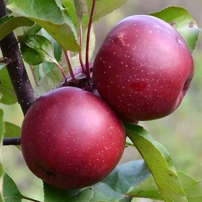 Красномясая  Красномясая в Костроме