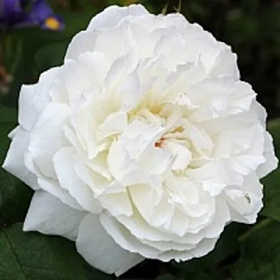 Саженцы роз ВИНЧЕСТЕР КАФЕДРАЛ английская  Саженцы роз ВИНЧЕСТЕР КАФЕДРАЛ английская в Костроме