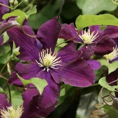 Клематис ГЕРОИ ВАРШАВЫ  Клематис ГЕРОИ ВАРШАВЫ в Костроме