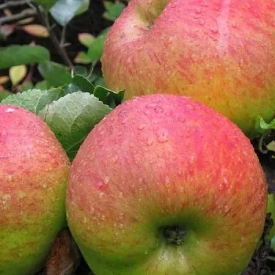 Яблоня ЯБЛОЧНЫЙ СПАС  Яблоня ЯБЛОЧНЫЙ СПАС в Костроме