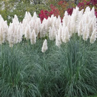 Кортадерия белая (пампасная трава) в Костроме