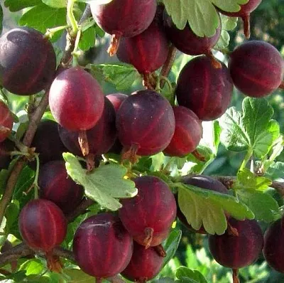 Крыжовник ХИННОМАКИ РОТ  Крыжовник ХИННОМАКИ РОТ в Костроме