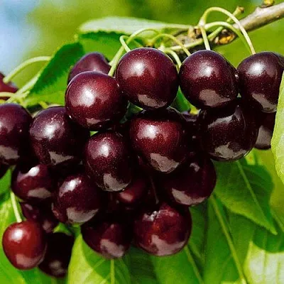 Черешня ВИТЯЗЬ  Черешня ВИТЯЗЬ в Костроме