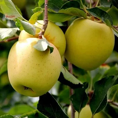 Яблоня ГОЛДЕН ВЛАДИМИРСКИЙ  Яблоня ГОЛДЕН ВЛАДИМИРСКИЙ в Костроме