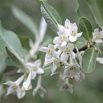 ЛОХ СЕРЕБРИСТЫЙ в Костроме