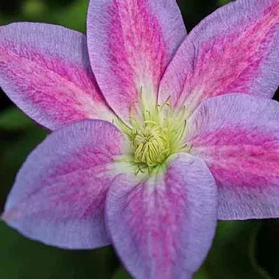 Клематис ЧЕЙНДЖ ОФ ХАРТ  Клематис ЧЕЙНДЖ ОФ ХАРТ в Костроме