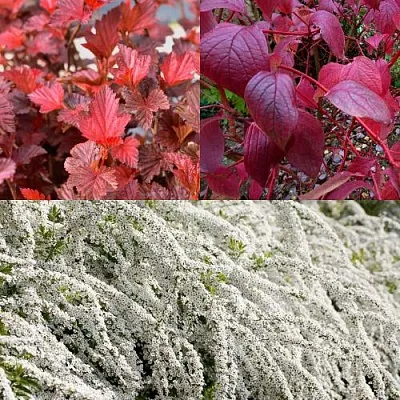 Комплект ЖИВАЯ ИЗГОРОДЬ в Костроме