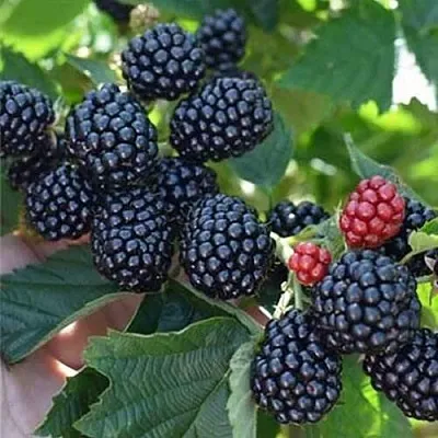 Ежевика ПОЛАР бесшипная  Ежевика ПОЛАР бесшипная в Костроме