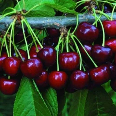 Черешня ВЕДА  Черешня ВЕДА в Костроме