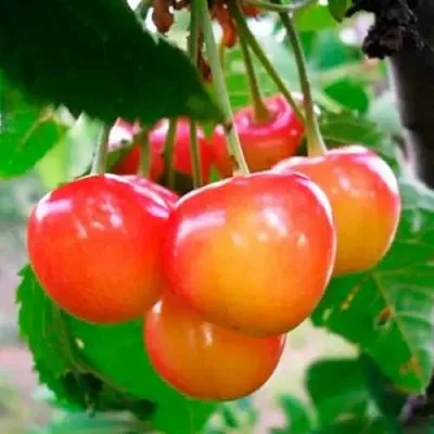 Черешня ДОНЧАНКА  Черешня ДОНЧАНКА в Костроме