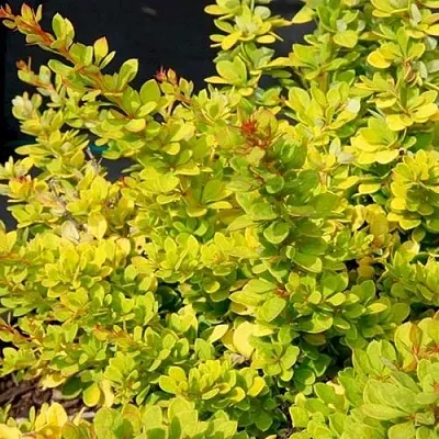 Барбарис СЕНСЕЙШЕН тунберга  Барбарис СЕНСЕЙШЕН тунберга в Костроме