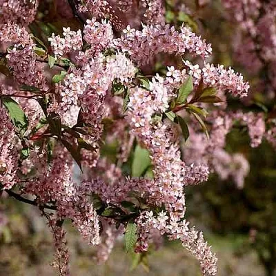 Черемуха НЕЖНОСТЬ  Черемуха НЕЖНОСТЬ в Костроме