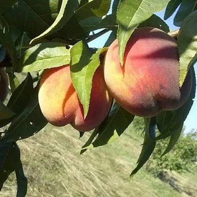 Персик СОФГАФЕН  Персик СОФГАФЕН в Костроме