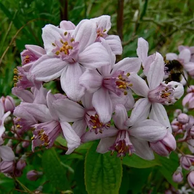 Дейция МОУНТ РОУЗ  Дейция МОУНТ РОУЗ в Костроме