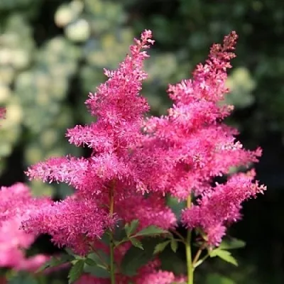 Астильба САННИ ДЕЙ гибридная в Костроме