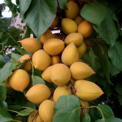 Абрикос МАНИТОБА — описание сорта Абрикос МАНИТОБА в Костроме