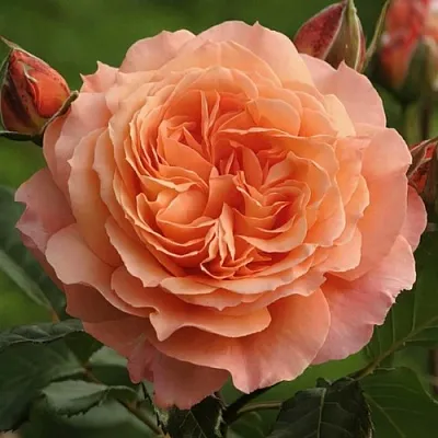 Саженцы роз БЕЛЬВЕДЕР шраб  Саженцы роз БЕЛЬВЕДЕР шраб в Костроме