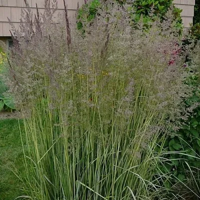 Вейник АВАЛАНШ остроцветковый в Костроме