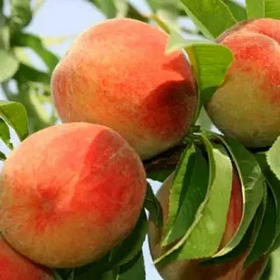 Персик ВАРДЕНИ  Персик ВАРДЕНИ в Костроме