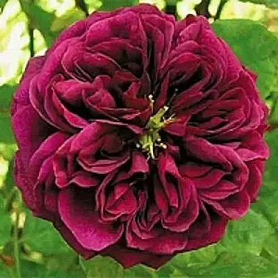 Саженцы роз ЗЕ ПРИНЦ английская  Саженцы роз ЗЕ ПРИНЦ английская в Костроме