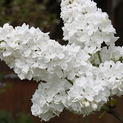 Сирень ФЛОРА  Сирень ФЛОРА в Костроме