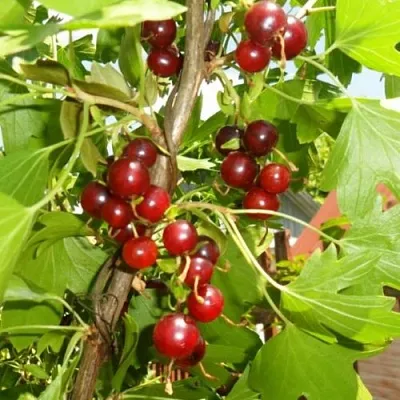 Смородина золотистая ВИШНЕВАЯ в Костроме