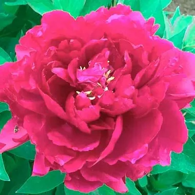 Пион ОСТРОВНОЙ МИНИСТР древовидный  Пион ОСТРОВНОЙ МИНИСТР древовидный в Костроме