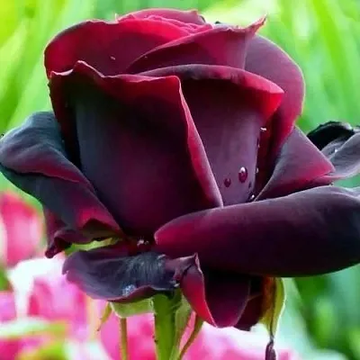 Саженцы роз ЧЕРНЫЙ ПРИНЦ чайно-гибридная в Костроме