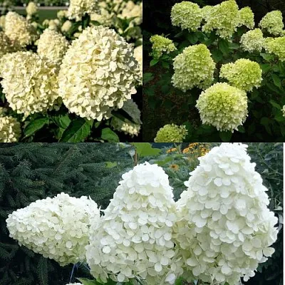 Комплект НЕЖНЫЙ КАПУЧИНО в Костроме