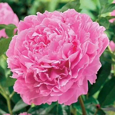 Пион МИСС ЭКХАРТ травянистый  Пион МИСС ЭКХАРТ травянистый в Костроме