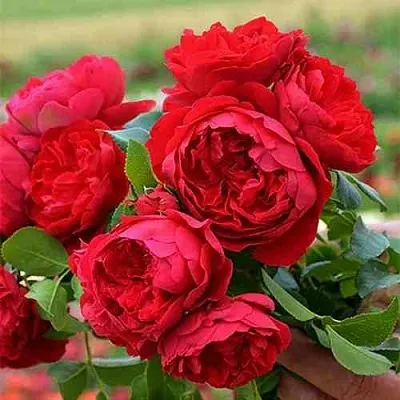 Саженцы роз ФЛОРЕНТИНА плетистая  Саженцы роз ФЛОРЕНТИНА плетистая в Костроме