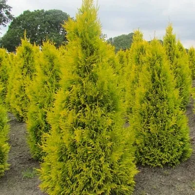 Туя САНКИСТ западная  Туя САНКИСТ западная в Костроме