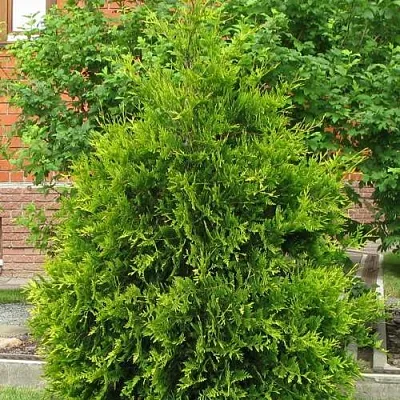 Туя АНЯ (АНИЕ) западная  Туя АНЯ (АНИЕ) западная в Костроме