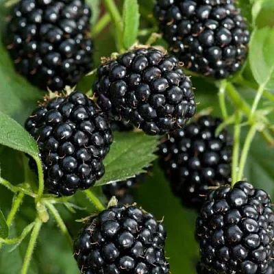 Ежевика АГАВАМ  Ежевика АГАВАМ в Костроме